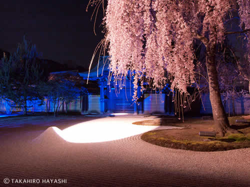 Weeping Cherry Tree with Illumination within zen garden in Kodaiji